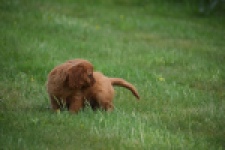 Cavapoo (teef) 29179