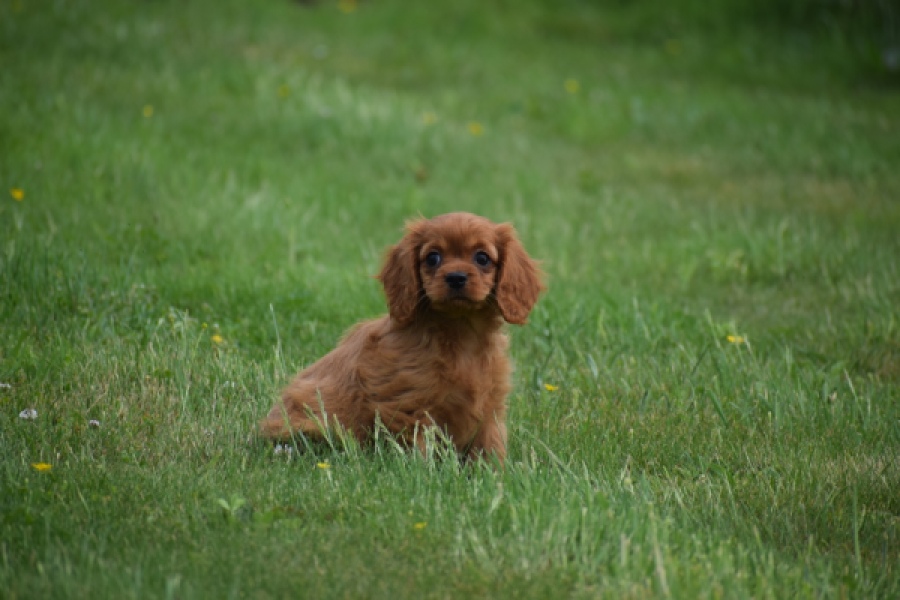 Cavapoo (teef) 29179