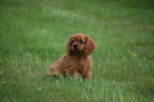 Cavapoo (teef) 29179