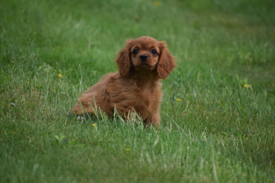 Cavapoo (teef) 29179