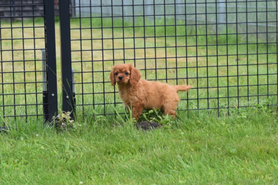 Cavapoo (teef) 29179
