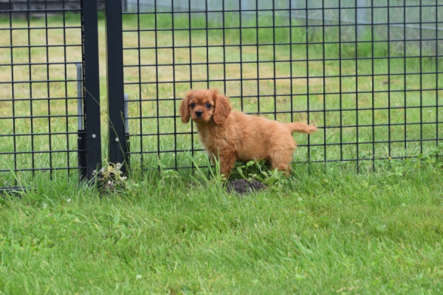 Cavapoo (teef) 29179