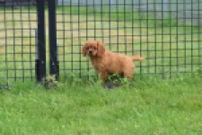 Cavapoo (teef) 29179