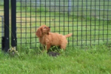 Cavapoo (teef) 29179