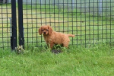 Cavapoo (teef) 29179
