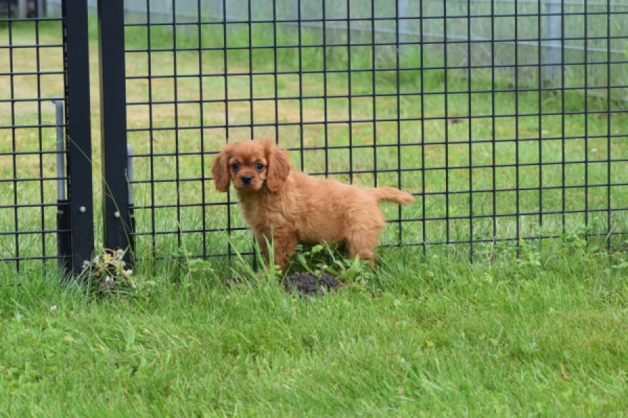 Cavapoo (teef) 29179