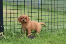 Cavapoo (teef) 29179