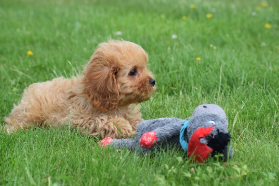 Cavapoo (teef) 29178