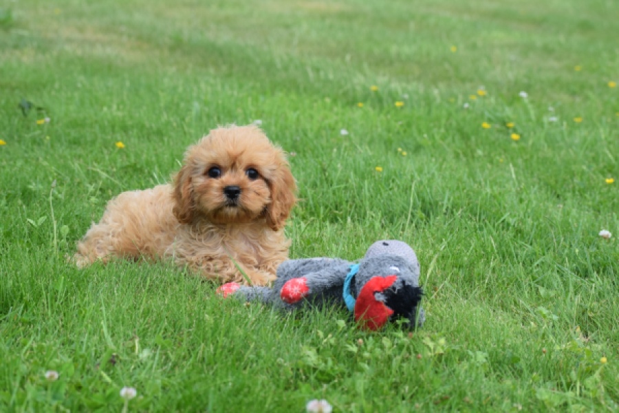 Cavapoo (teef) 29178