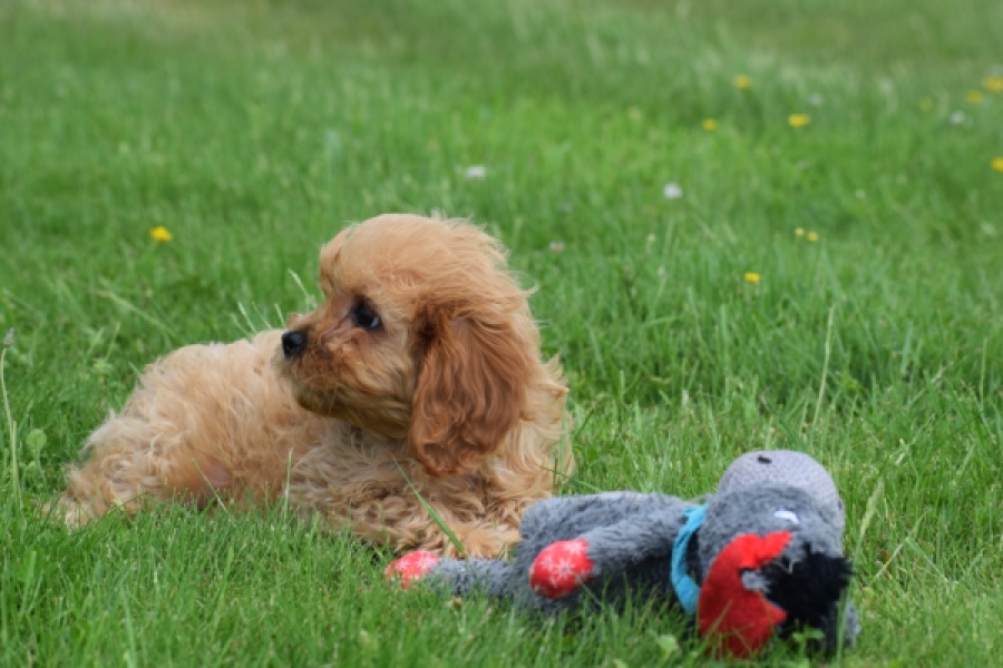 Cavapoo (teef) 29178