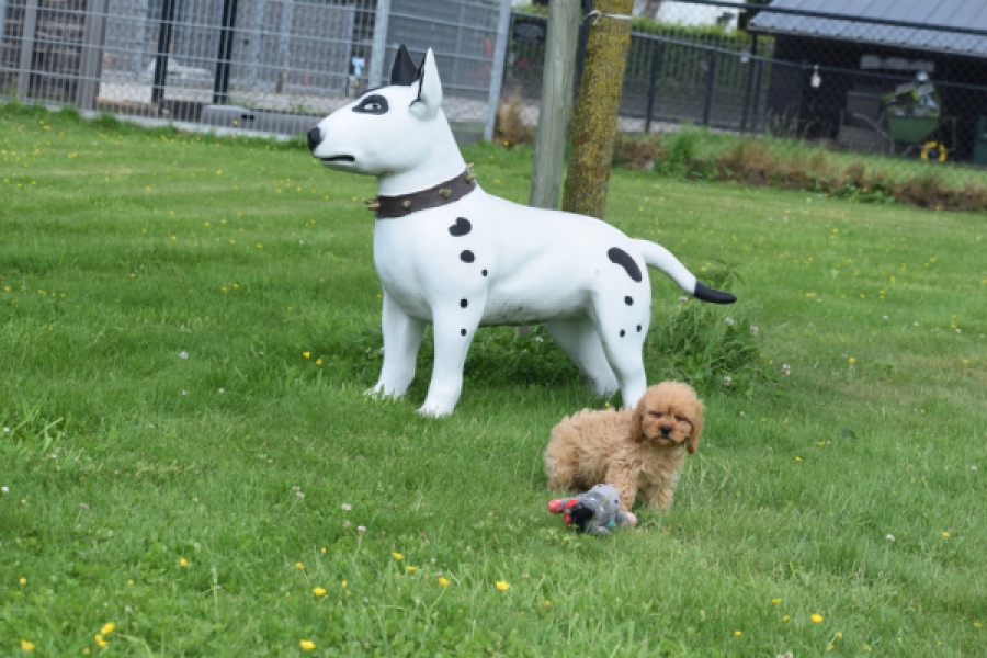 Cavapoo (teef) 29178