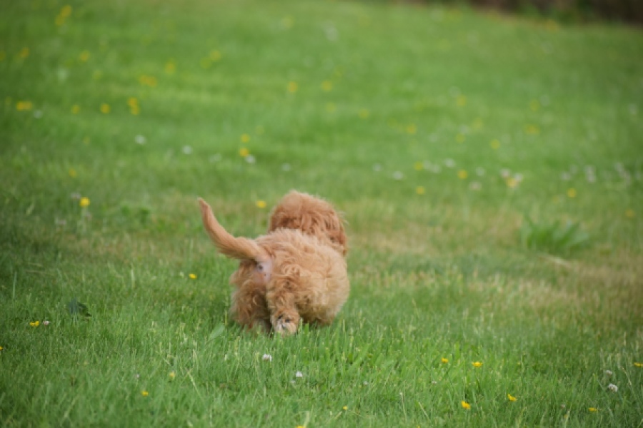 Cavapoo (teef) 29178