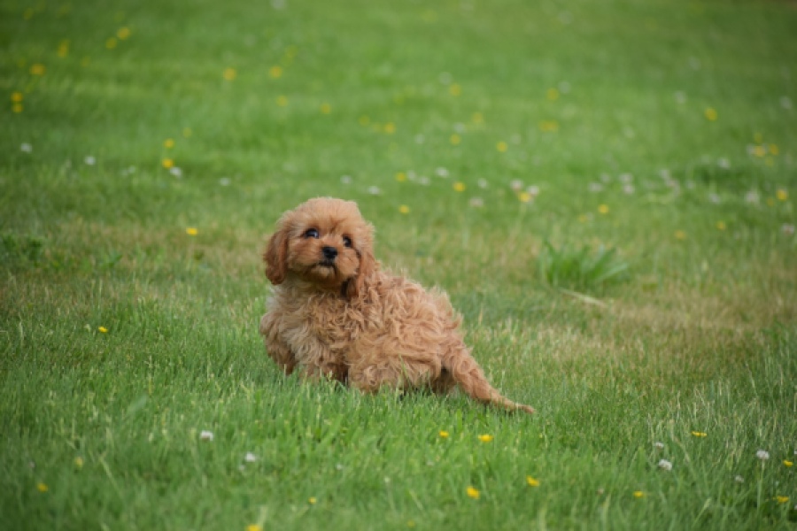Cavapoo (teef) 29178