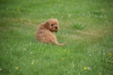 Cavapoo (teef) 29178