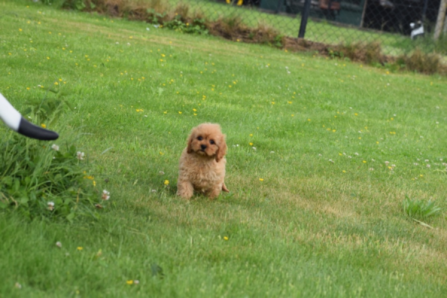Cavapoo (teef) 29178