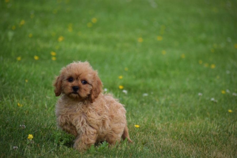 Cavapoo (teef) 29178