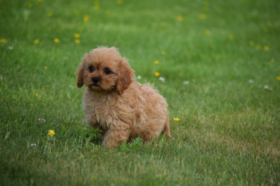 Cavapoo (teef) 29178