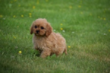Cavapoo (teef) 29178