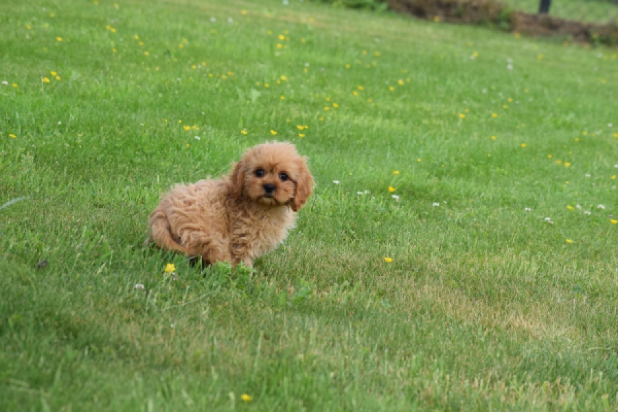 Cavapoo (teef) 29178