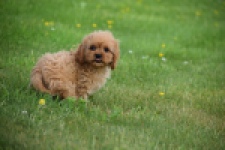 Cavapoo (teef) 29178
