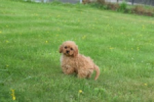 Cavapoo (teef) 29178