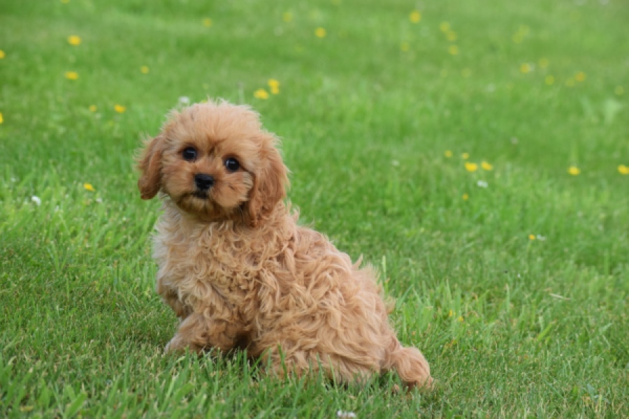 Cavapoo (teef) 29178