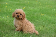 Cavapoo (teef) 29178
