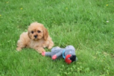 Cavapoo (teef) 29178
