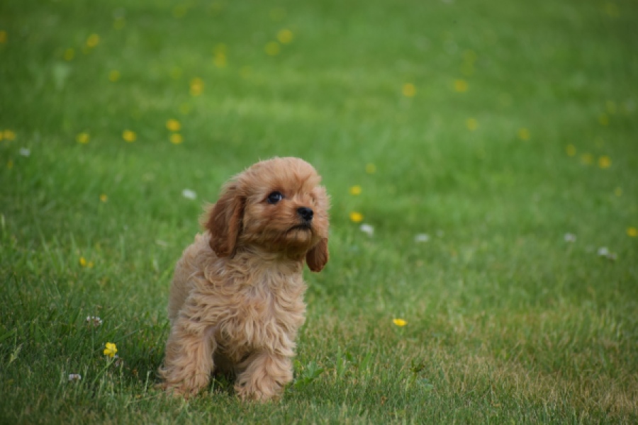 Cavapoo (teef) 29178