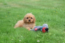 Cavapoo (teef) 29178