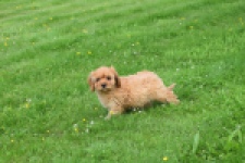 Cavapoo (teef) 29180