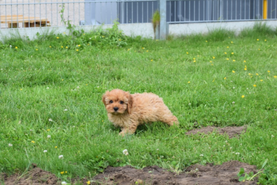 Cavapoo (teef) 29180