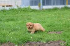 Cavapoo (teef) 29180