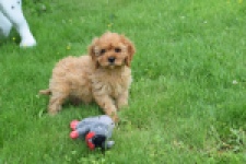 Cavapoo (teef) 29180