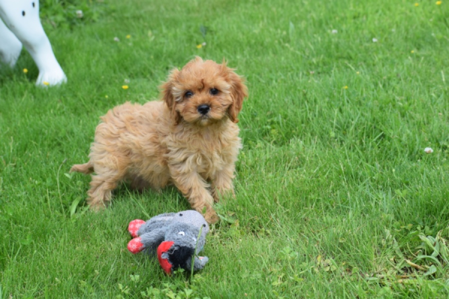 Cavapoo (teef) 29180