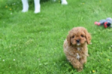 Cavapoo (reu) 29167