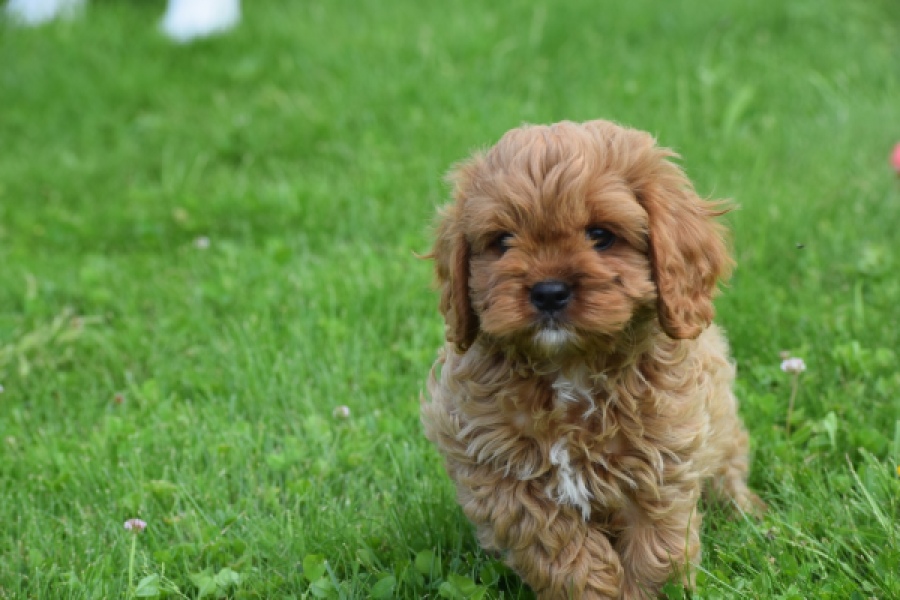 Cavapoo (reu) 29167