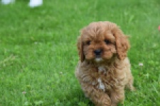 Cavapoo (reu) 29167
