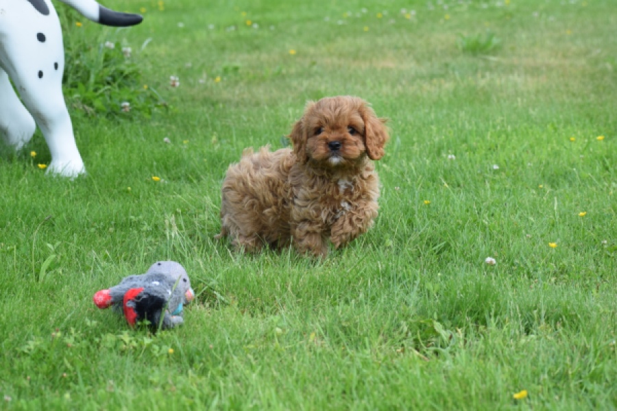 Cavapoo (reu) 29167