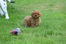 Cavapoo (reu) 29167