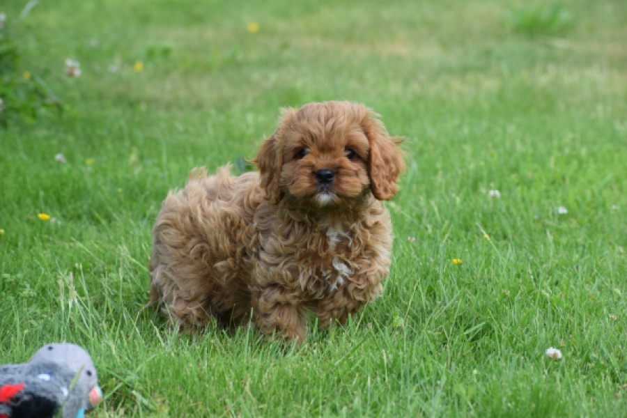 Cavapoo (reu) 29167