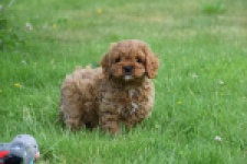 Cavapoo (reu) 29167