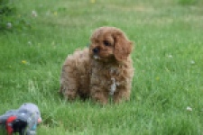 Cavapoo (reu) 29167
