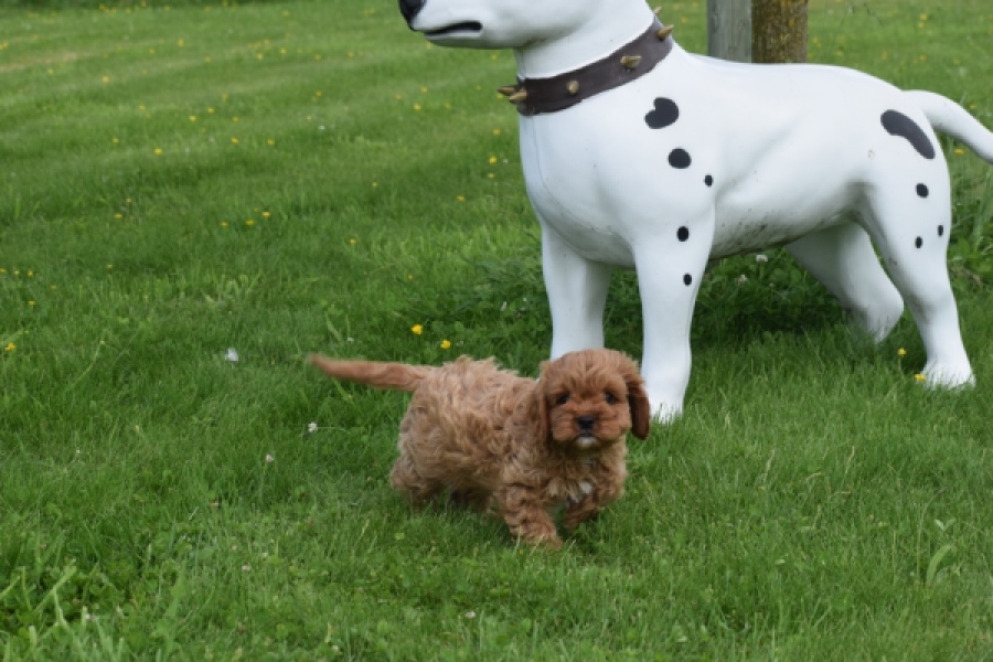 Cavapoo (reu) 29167