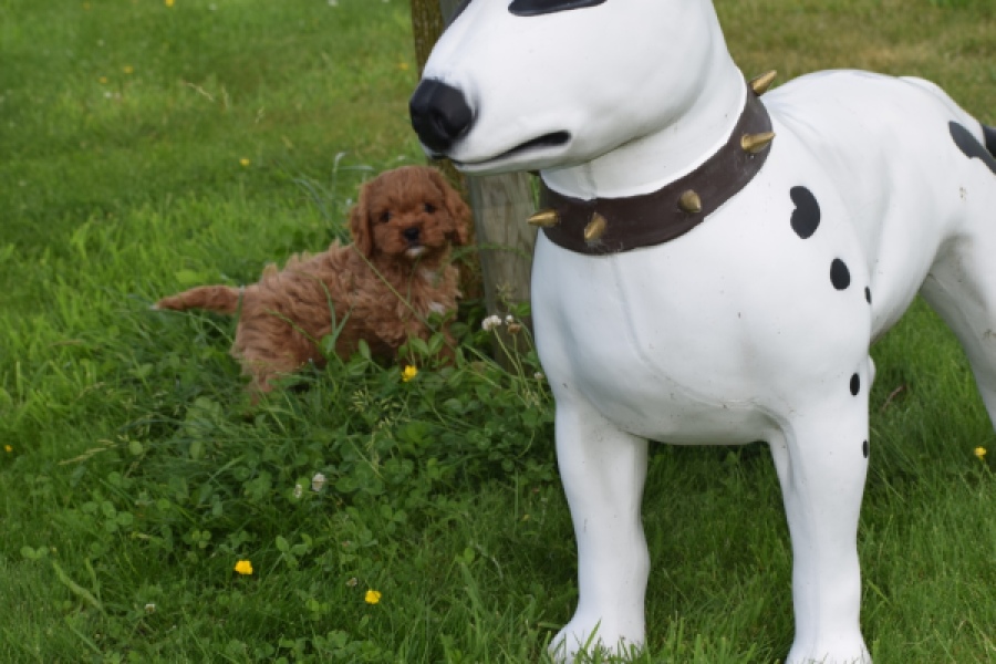 Cavapoo (reu) 29167