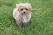 Maltipoo (teef) 64807