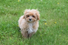 Maltipoo (teef) 64807