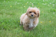 Maltipoo (teef) 64807