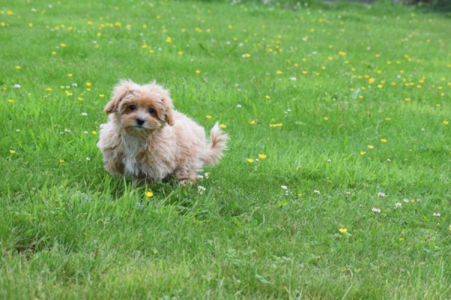 Maltipoo (teef) 64807