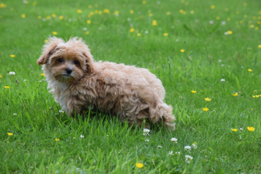 Maltipoo (teef) 64807